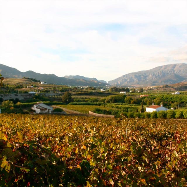 Malaga: White Village, Vineyard, and Wine Tasting Wine Tour - Key points to know before booking