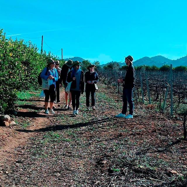 Malaga: White Village, Vineyard, and Wine Tasting Wine Tour - Why Álora makes a better wine day than a tasting alone