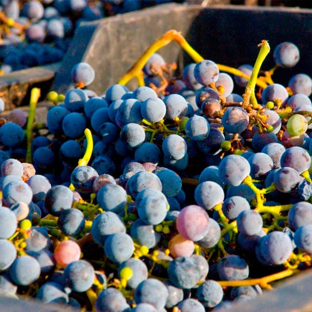 Malaga: White Village, Vineyard, and Wine Tasting Wine Tour - Four wines and tapas at Bodegas Pérez Hidalgo