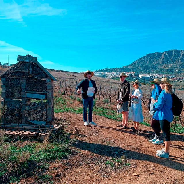 Malaga: White Village, Vineyard, and Wine Tasting Wine Tour - Pickup from Malaga and the Costa del Sol