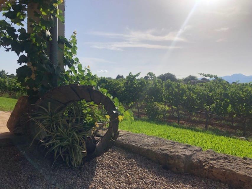 Mallorca: Bodega Butxet Vineyards & Winery Tour with Tasting - Languages, children, and the drinking-age rule