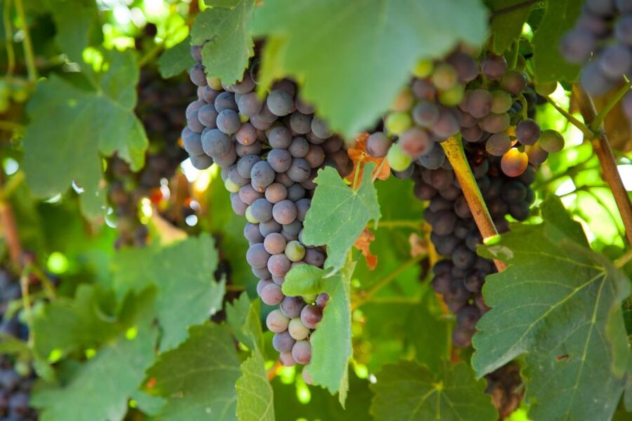 Mallorca: Private Wine Tour with Tasting and Picnic - Should you book this Mallorca wine tour?