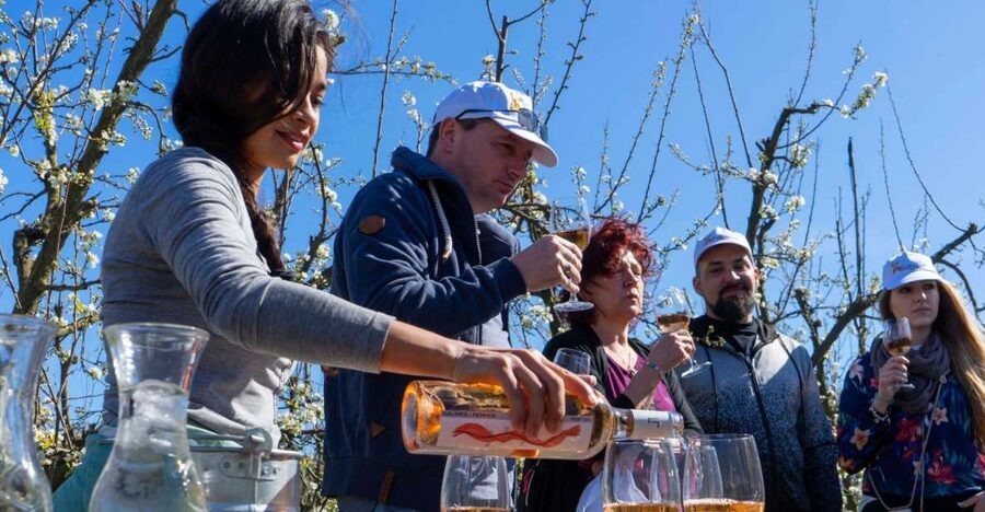 Mallorcas Emblematic Wineries Small Group Tour, two wineries - Key points to know before booking