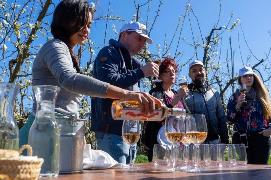 Mallorcas Emblematic Wineries Small Group Tour, two wineries - Who should book this Mallorca wine tour?
