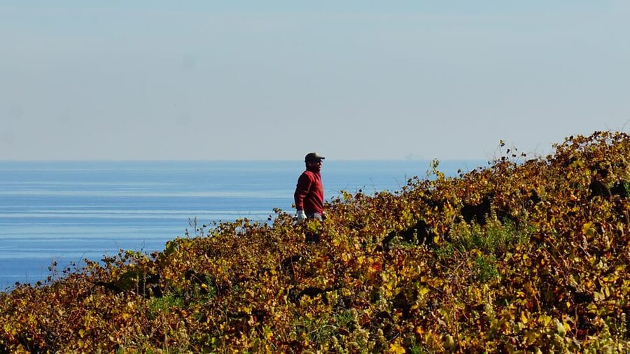 Manilva: Nilva Vineyard, Wine Tasting & Tapas Guided Tour - Should you book the Nilva vineyard tour?
