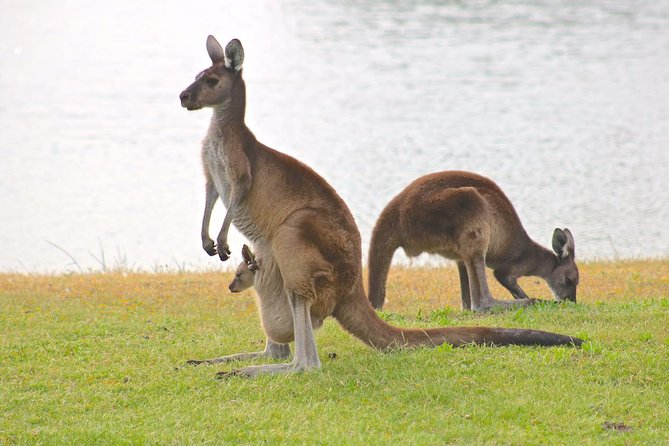 Margaret River Wine and Sights Discovery Tour from Busselton or Dunsborough - Yallingup Hills and a chance to see kangaroos