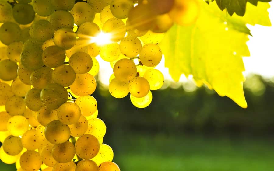Marlborough Full Day Wine Tour - Why a guided day works well in Marlborough