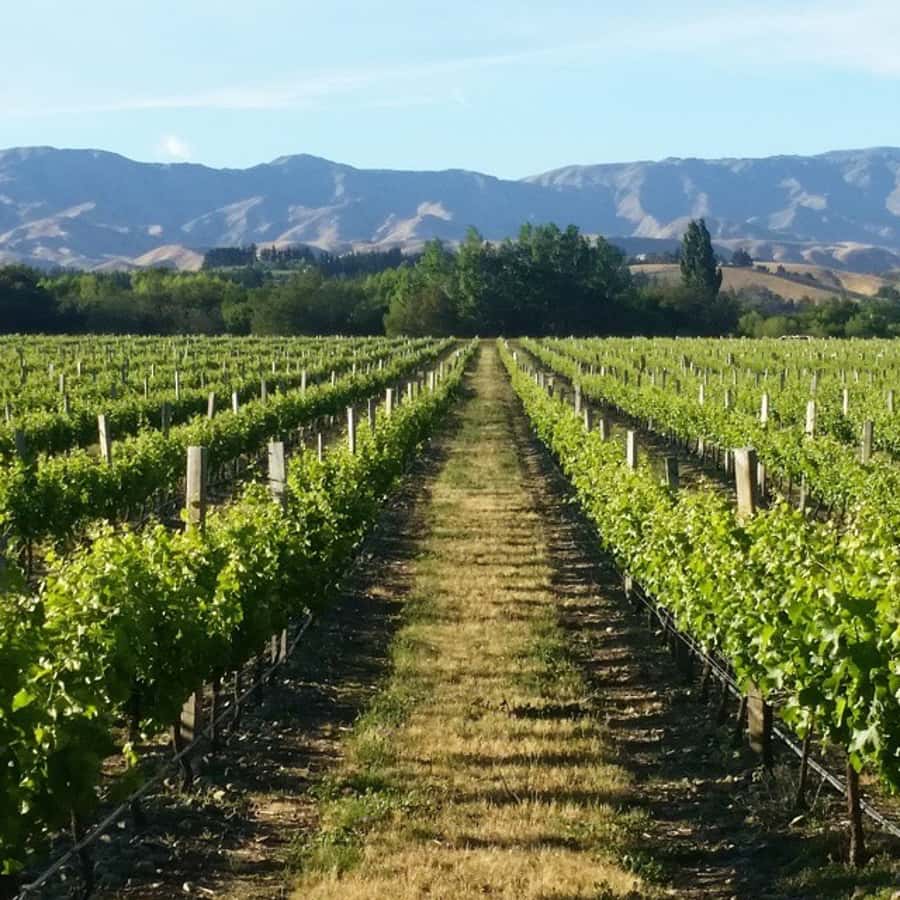 Marlborough Full Day Wine Tour - Tasting Marlborough’s main wine styles