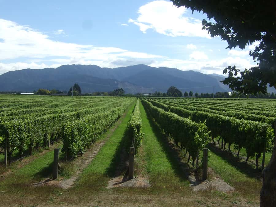 Marlborough Half-Day Wine Tour from Blenheim - Five cellar doors, with room for variety