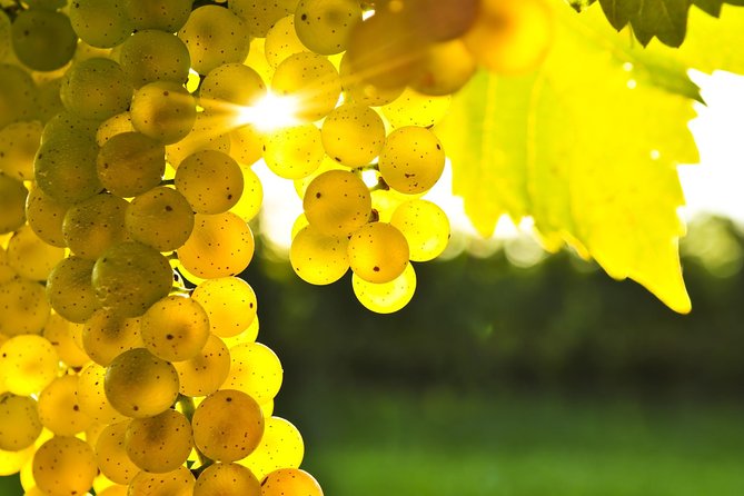 Marlborough Wine Tour - Afternoon of Cuisine & Wine 4hrs - Marlborough means Sauvignon Blanc first