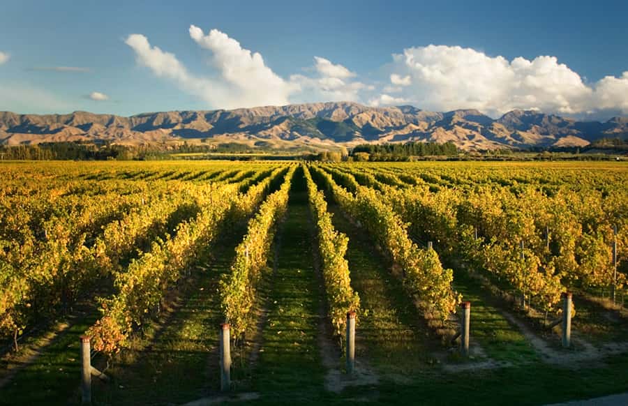 Marlborough: Wineries Visit and Tasting Session - Key points to know before you book