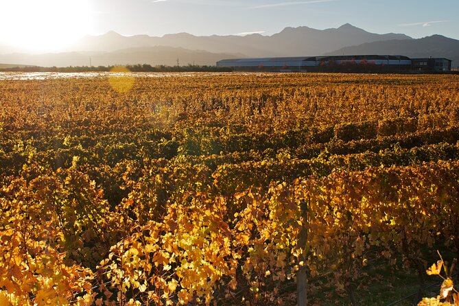 Marlborough Winery Tour - A Day of Cuisine & Wine 6hrs - Is the $152.04 price good value?