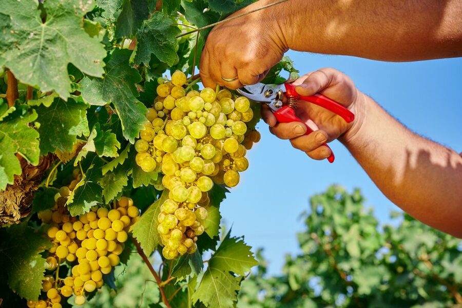Marsala: Florio Winery Tour with Local Wine Tasting - What $45.55 buys you