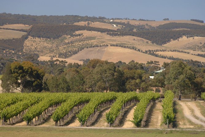 McLaren Vale and Glenelg Wine Tasting and Sightseeing (Half-day Afternoon) - Who should book this McLaren Vale tour
