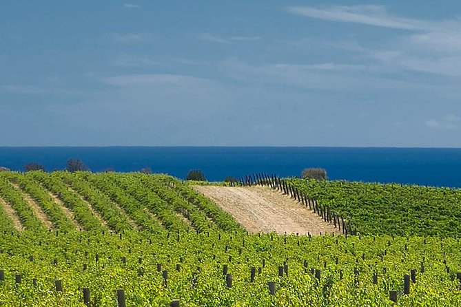 McLaren Vale Winery Small Group Tour with Wine Tasting and Lunch - Maxwell Wines opens the day