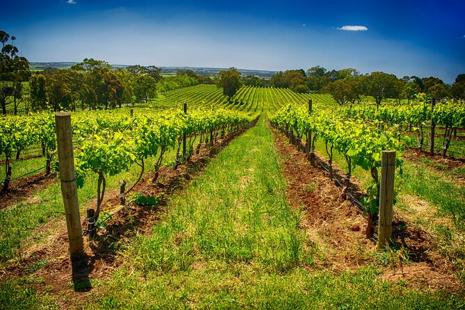 McLaren Vale Winery Small Group Tour with Wine Tasting and Lunch - The d’Arenberg Cube adds a visual break