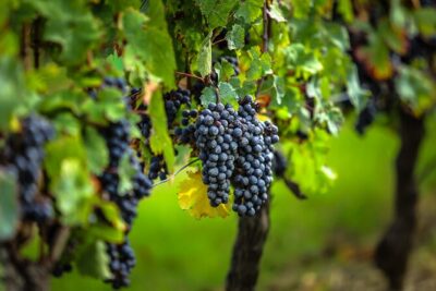 Médoc Region Half-Day Wine Tour with Winery Visit & Tastings from Bordeaux