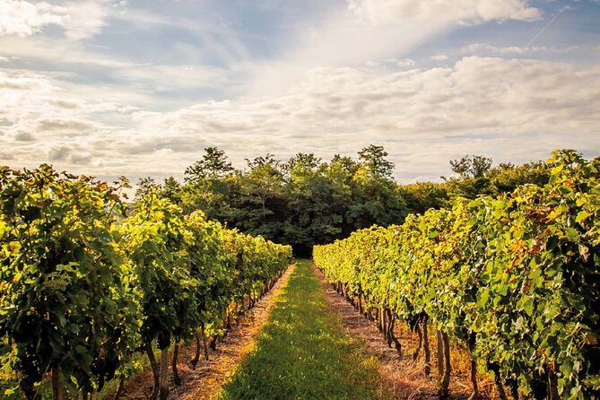 Médoc Region Half-Day Wine Tour with Winery Visit & Tastings from Bordeaux - Food, timing, and practical limits