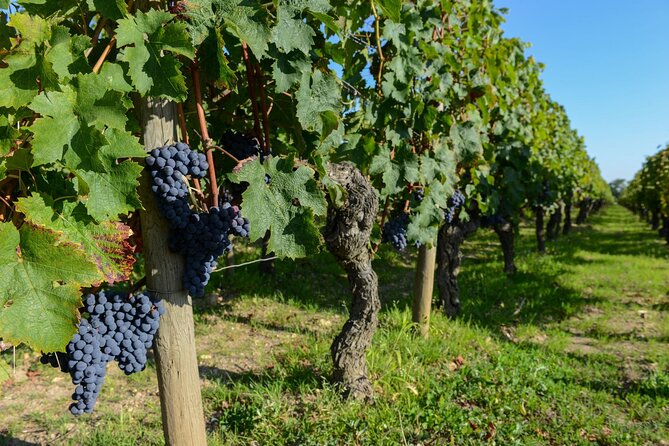 Medoc Region Wine Day Trip with Vineyard Visits & Tastings from Bordeaux - What guides add to the day