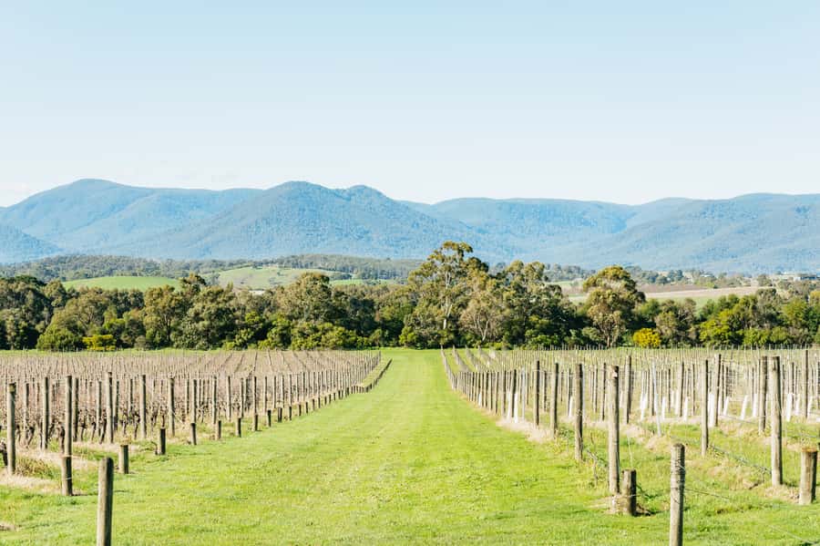 Melbourne: Yarra Valley Wine, Cider, Gin, Beer, & Choc Tour - Lunch at Hubert Estate or Domaine Chandon