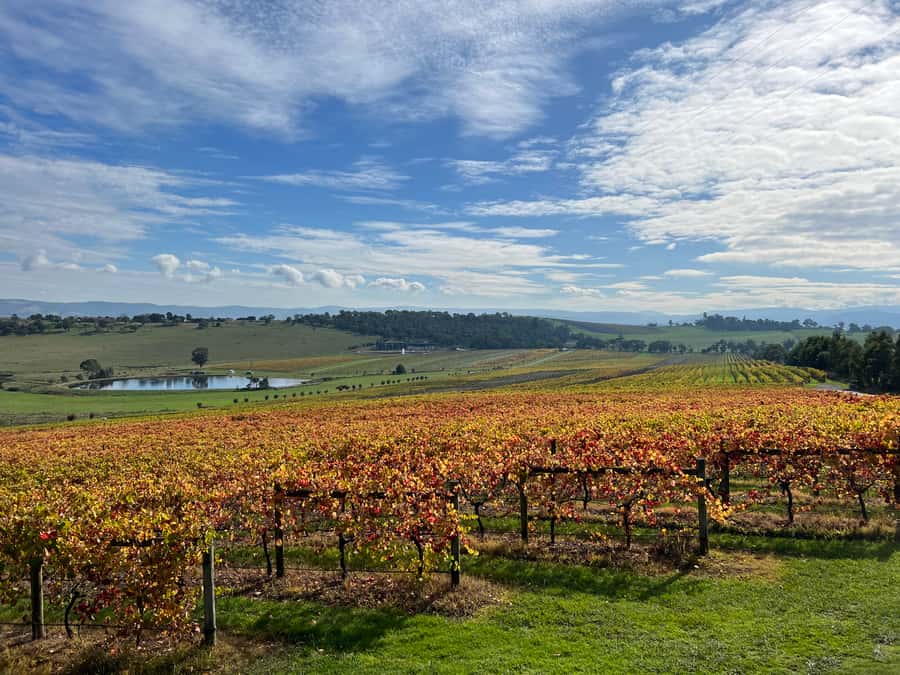 Melbourne: Yarra Valley Wine Tour + Lunch & Gin/Beer Option - Your fourth stop can be wine, gin, or beer