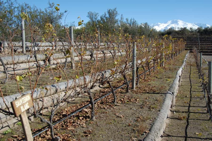 Mendoza: Full Day Wine Tour with 3 Course Lunch - Who should book this day