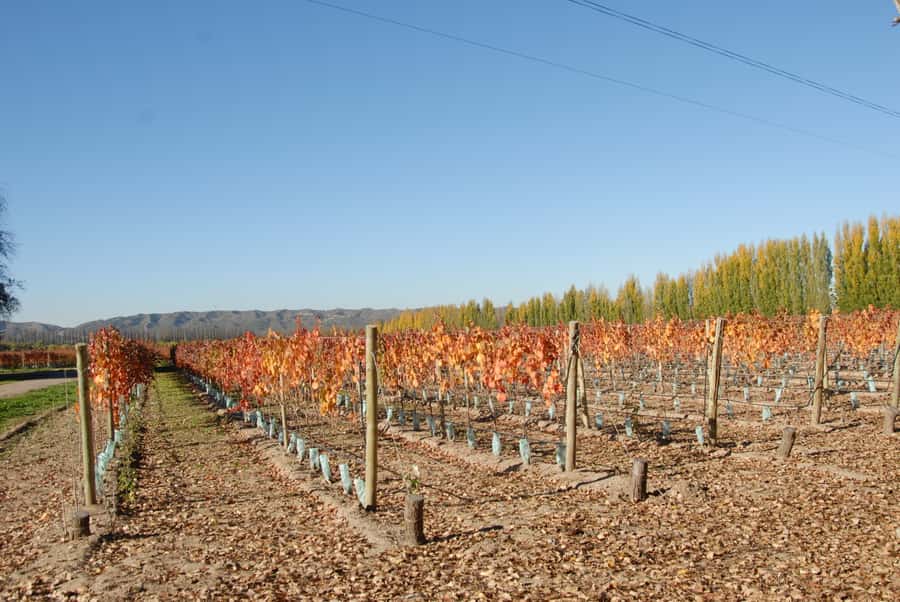 Mendoza: Full Day Wine Tour with 3 Course Lunch - What happens at the two wineries