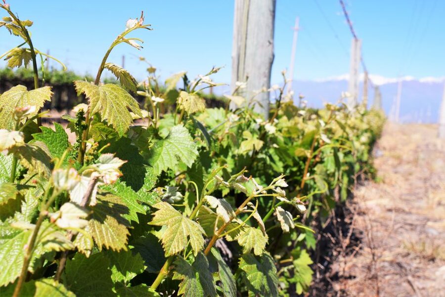 Mendoza: Half-Day Wine Tour with Tastings - The value at $43 per person
