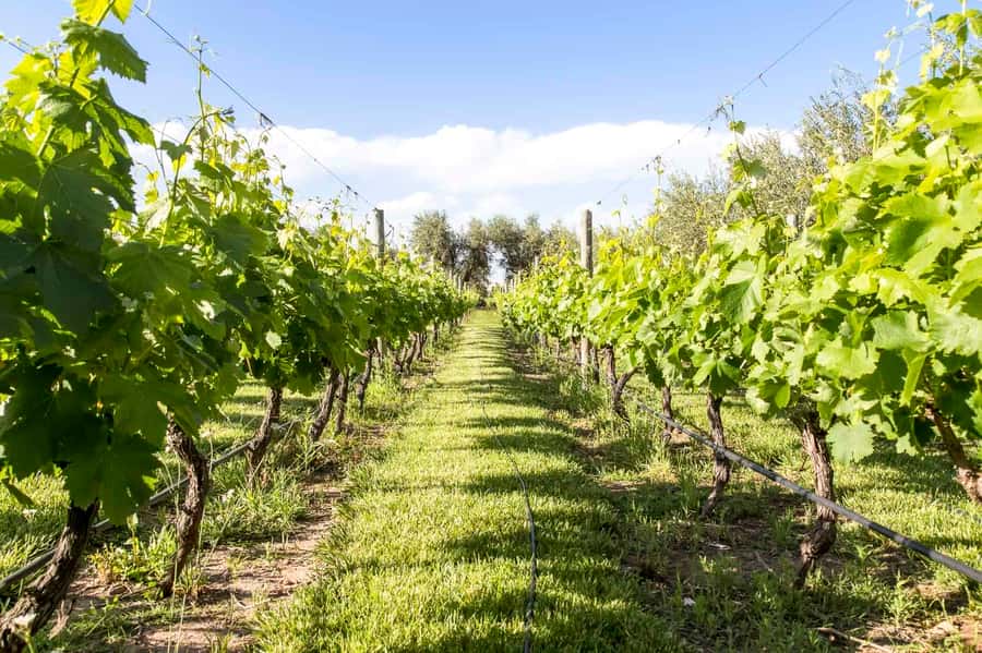 Mendoza: Winebike Tasting Tour with Optional Lunch - La Melessca and the olive oil stop