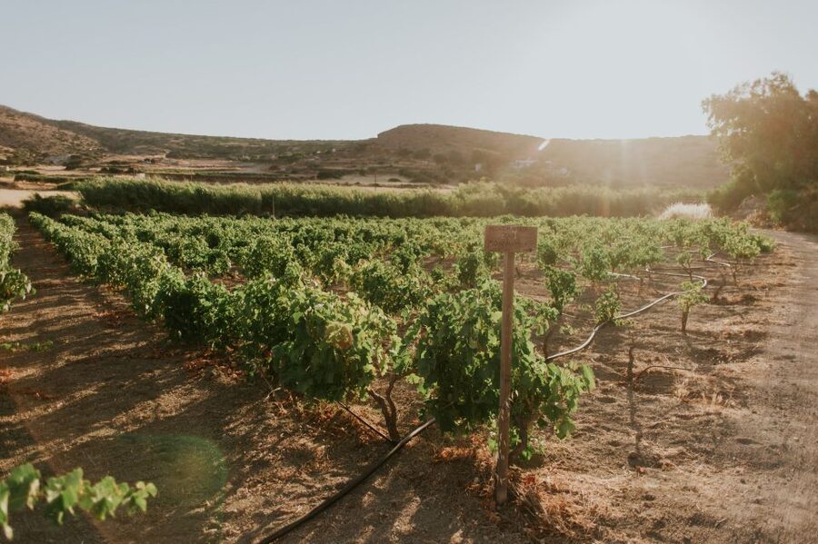 Milos Island: Kostantakis Winery Wine Tasting Experience - Should you book Kostantakis Winery?