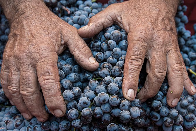 Montalcino: Brunello Wine Tasting Experience - Three wines, with Brunello in the spotlight