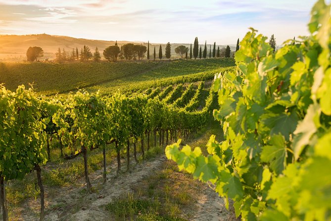 Montalcino: Brunello Wine Tasting Experience - The vineyard walk comes before the first glass
