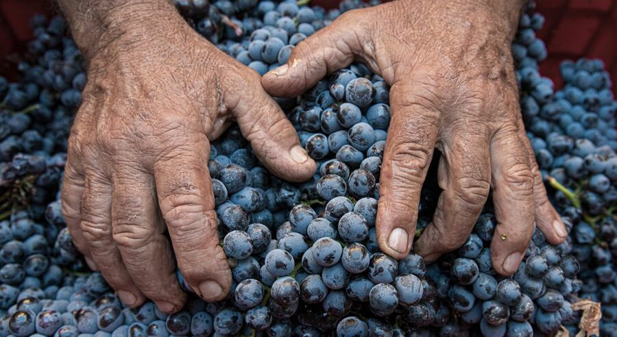 Montalcino: Brunello Wine Tasting & Lunch in a Tuscan Castle - Should you book Castello Tricerchi?