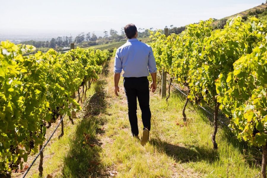 Montalcino: Castle and Vineyards Tour with Tasting - Noble vineyards in Brunello country