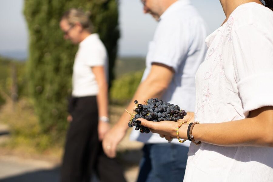 Montalcino: Guided Winery Tour & Gourmet Food Tasting - Six gourmet bites that make the tasting useful
