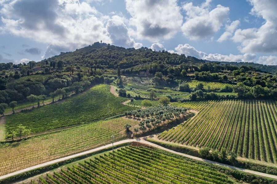 Montalcino: Private Cellar Tour, Wine Tasting & Appetizers - Inside the cellar, from grape to bottle