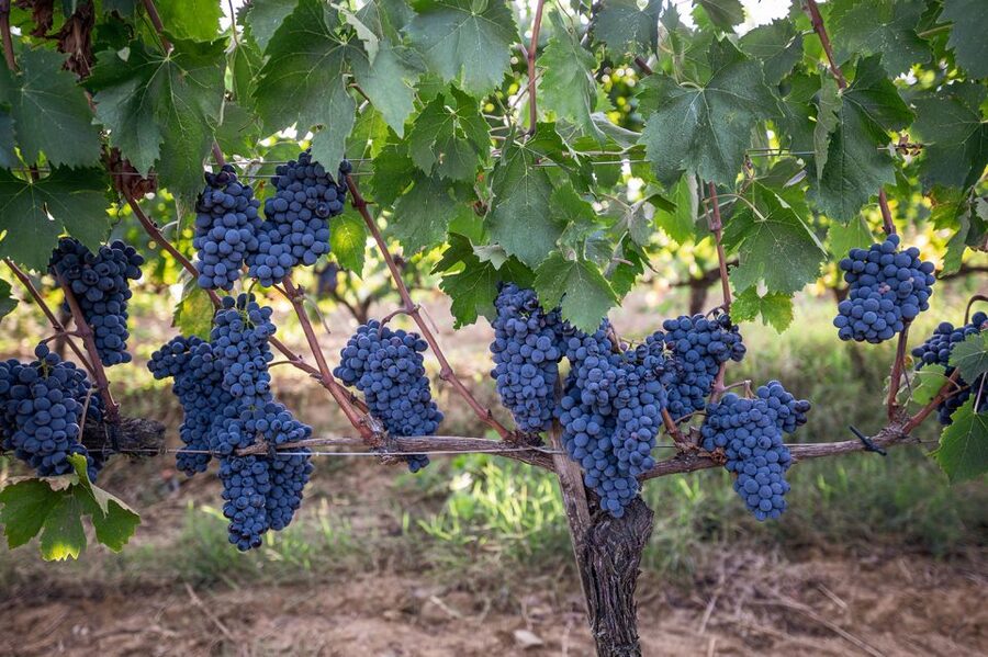Montalcino: Private Cellar Tour, Wine Tasting & Appetizers - Pecorino, bruschetta, and the Tuscan platter