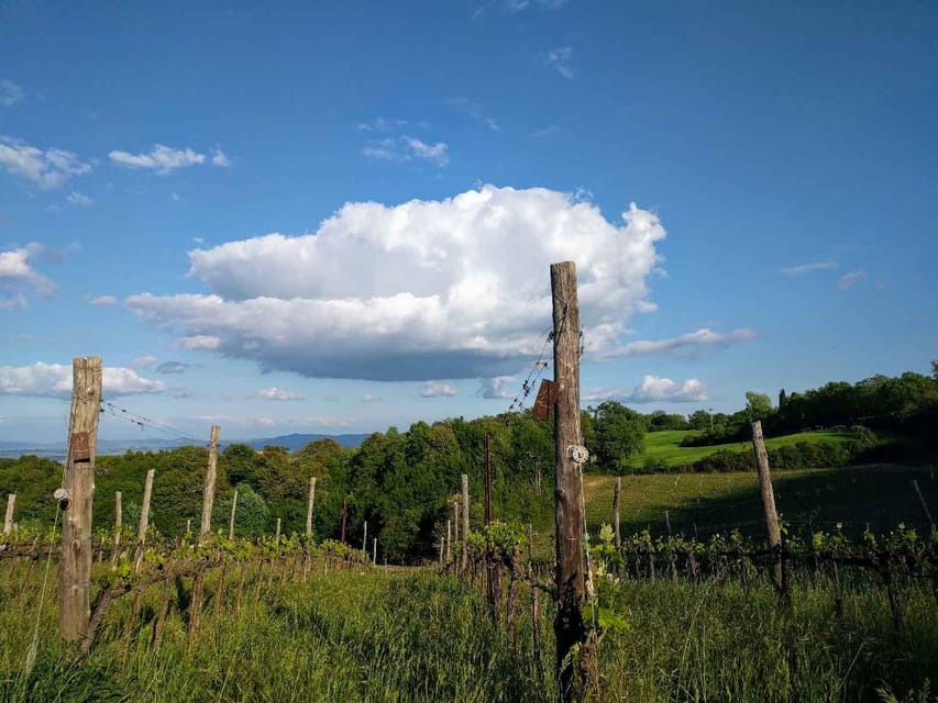 Montepulciano: Artisan Heroic Wine Tasting at the Terrace - Useful planning details before you book
