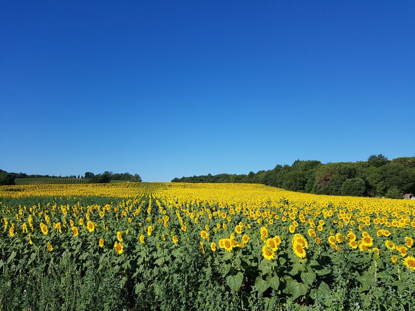Montepulciano: Tuscan Winery Tour with Wine Tasting & Meal - Practical details that affect the day