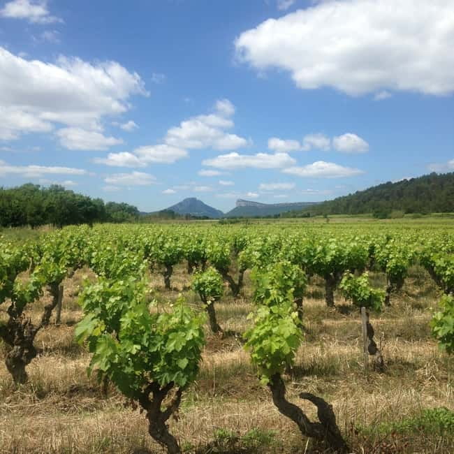 Montpellier: Pic Saint-Loup Wine Tour - The family meal is the most personal part