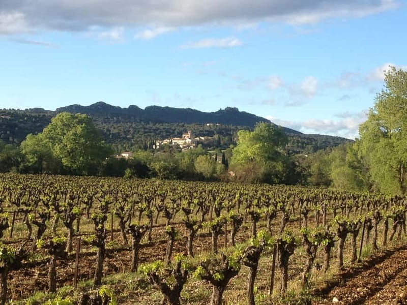 Montpellier: Pic Saint-Loup Wine Tour - How much value do you get for $96?