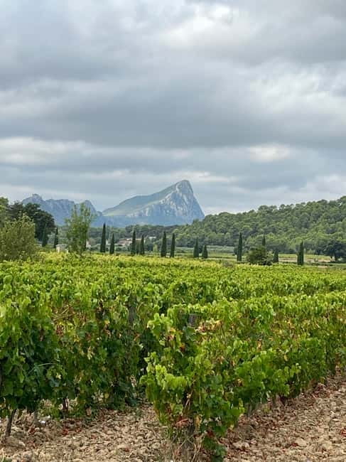 Montpellier: Pic Saint-Loup Wine Tour - Meeting Bertrand near Brasserie Chez Boris