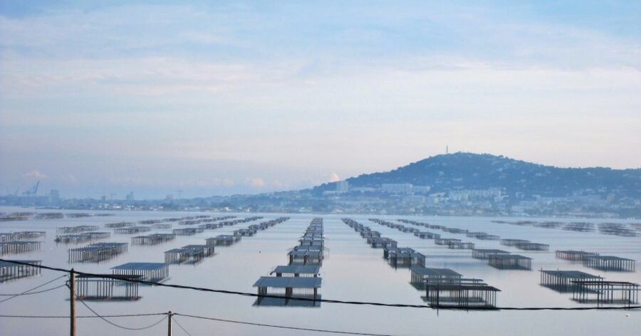 Montpellier Wine and Oyster Tour - The 15-minute ride to the oyster farm