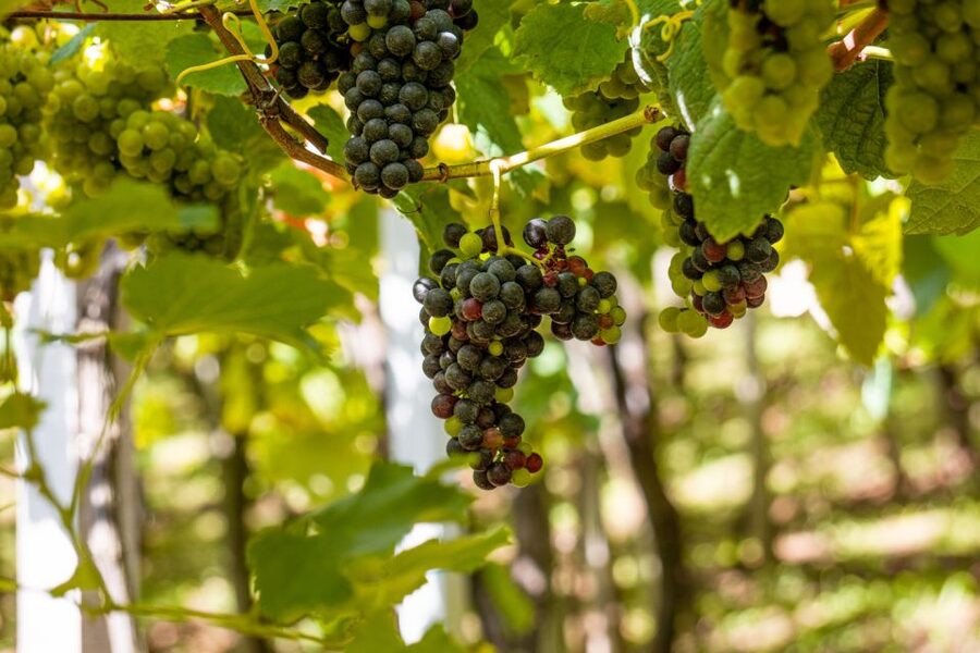 Montserrat & Cava Wineries Day Trip from Barcelona w/ Pickup - Why Montserrat makes this more than a wine day trip