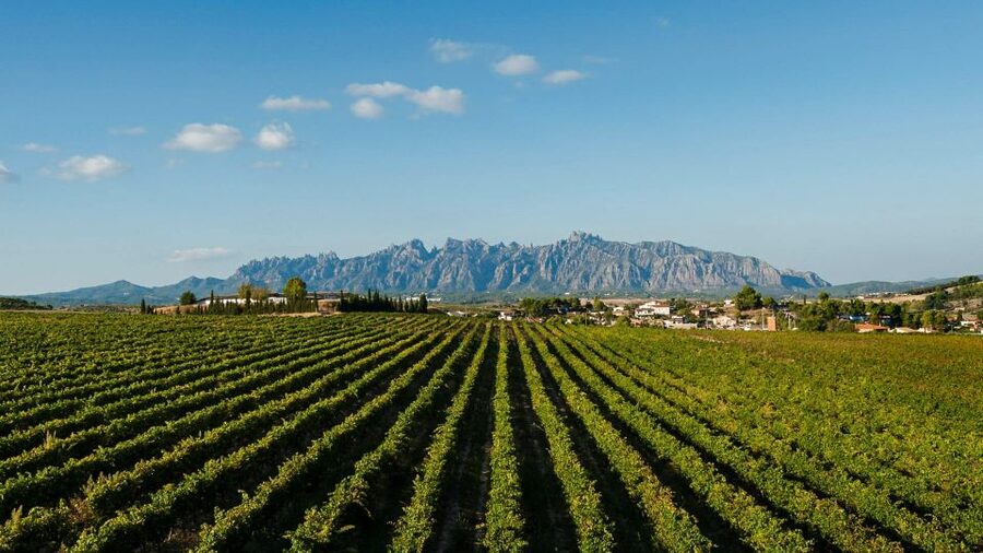Montserrat & Cava Wineries Day Trip from Barcelona w/ Pickup - What the $112 price really buys you