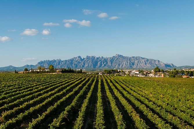 Montserrat,Vineyard, Wine Tasting Small Group Tour & Hotel Pickup - Penedès wine country and Sant Sadurní d’Anoia