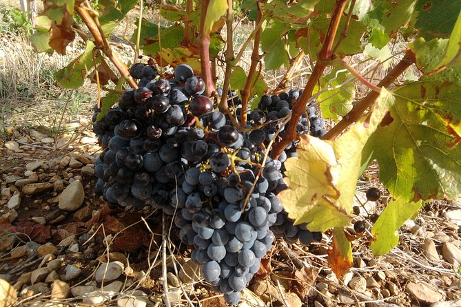 Morning Wine Tour to Chateauneuf du Pape from Avignon - What the tasting experience is really like