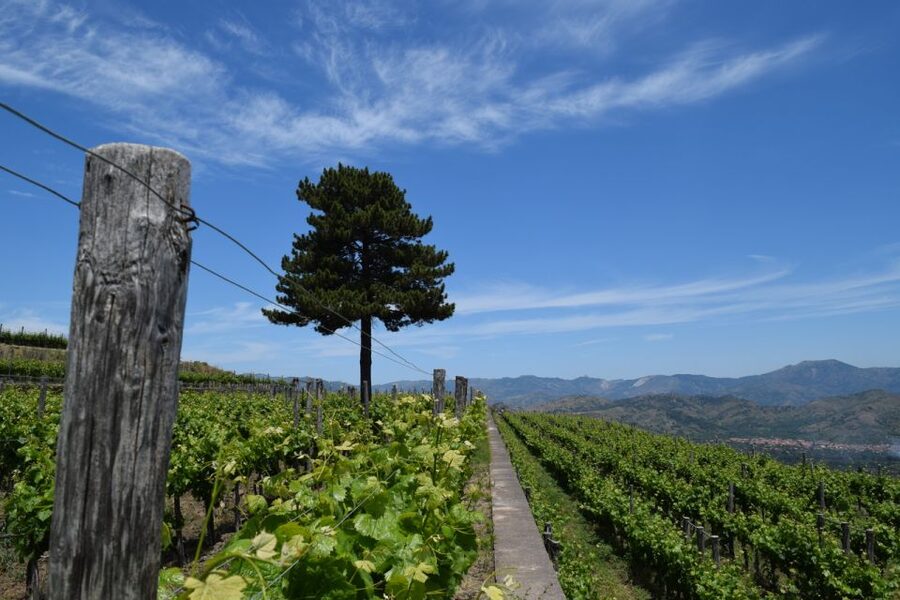 Mount Etna: Winery Tour and Tasting - Five Etna wines, with some variation