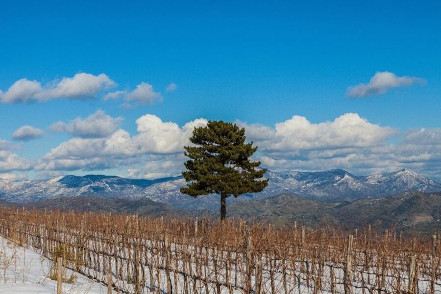 Mount Etna: Winery Tour and Tasting - Booking details that matter