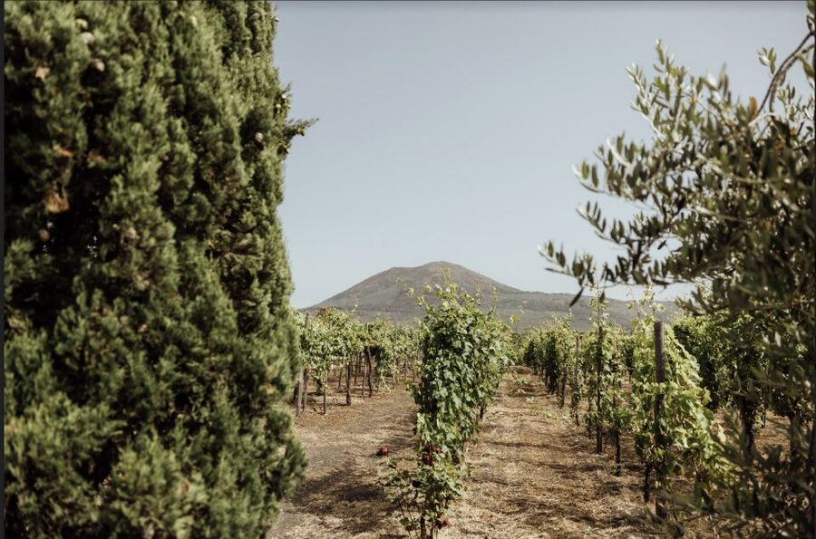 Mount Vesuvius: Vineyard Tour with Wine Tasting and Lunch - The short tour and the longer lunch